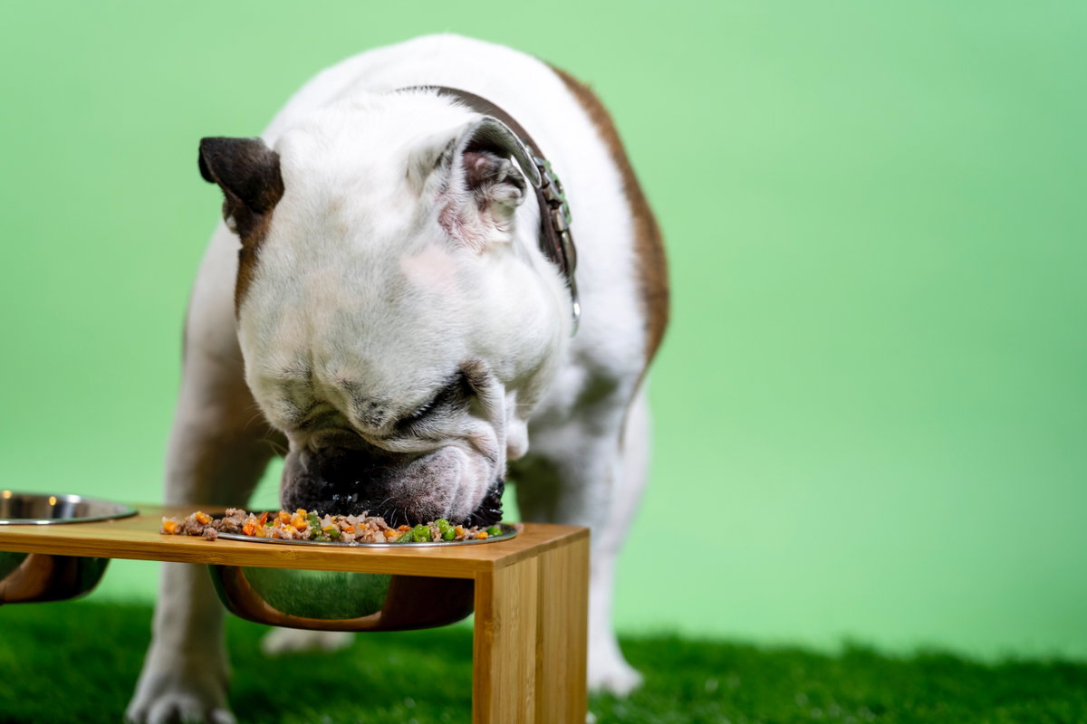 Dicker Hund isst Futter aus Napf