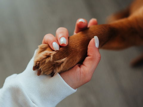Demenz bei Haustieren: Erkennen Sie die 3 wichtigsten Symptome
