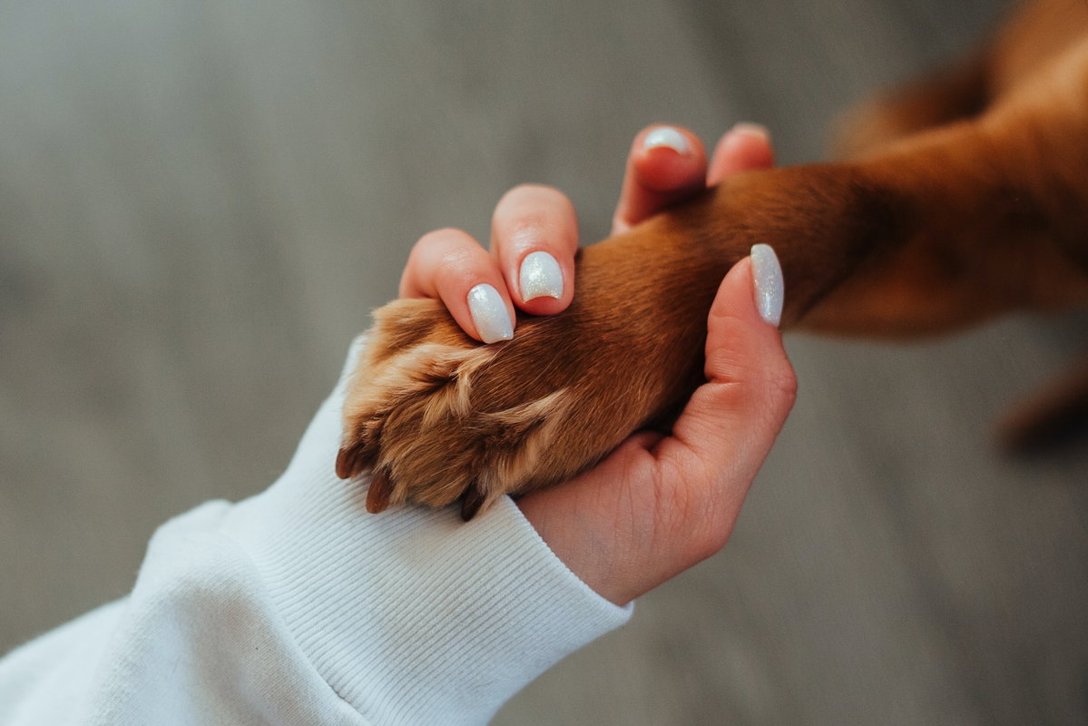 Tiergestützte Therapie kann bei Erwachsenen mit Autismus eingesetzt werden.