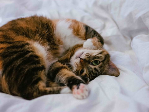 Katzen: Aus diesen 5 Gründen miaut Ihr Stubentiger