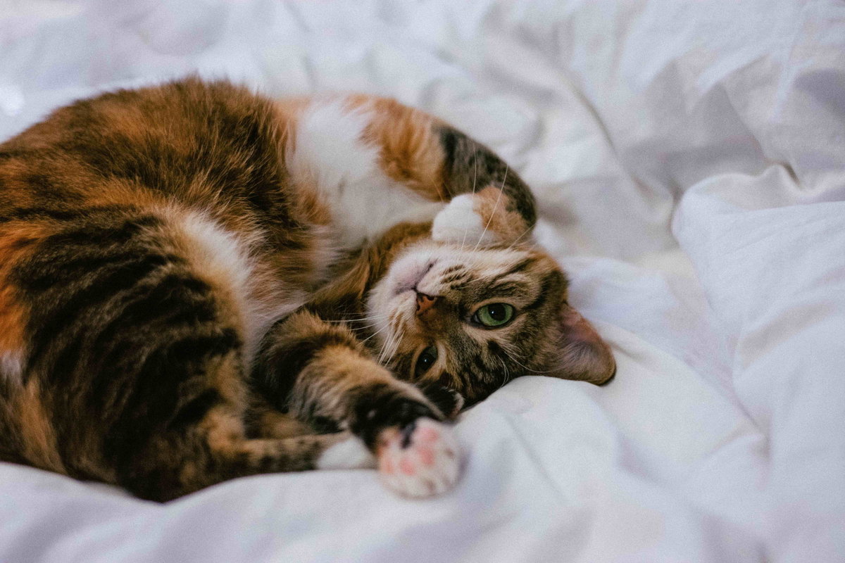 Katze im Bett