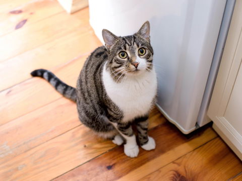 Trennungsangst bei Katzen: 5 Anzeichen, dass sie ihren Menschen vermissen 
