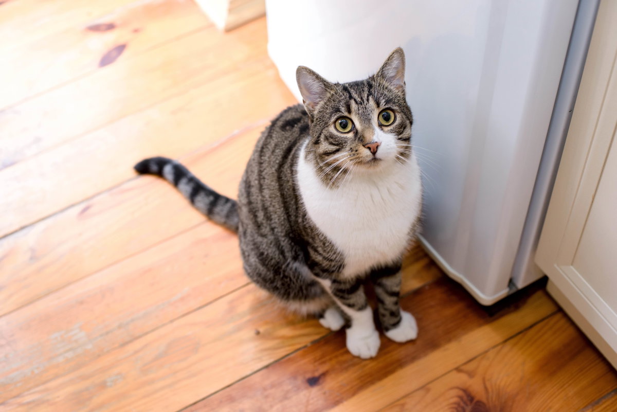 Miaut oder schreit Ihre Katze, wenn Sie das Haus verlassen, könnte sie unter Trennungsangst leiden.