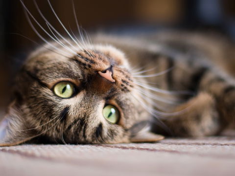 Diese 3 Pflanzen wirken wie Drogen auf Katzen