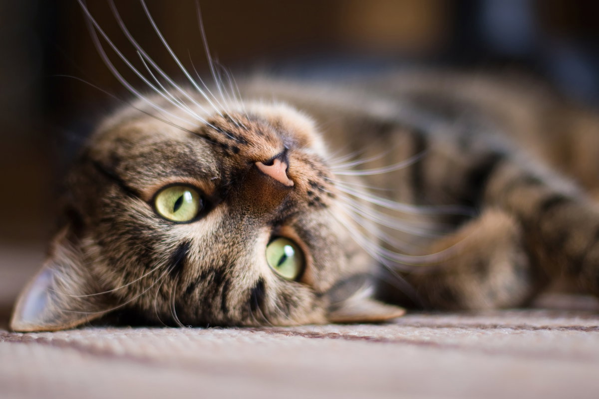 Eine Katze liegt auf dem Rücken