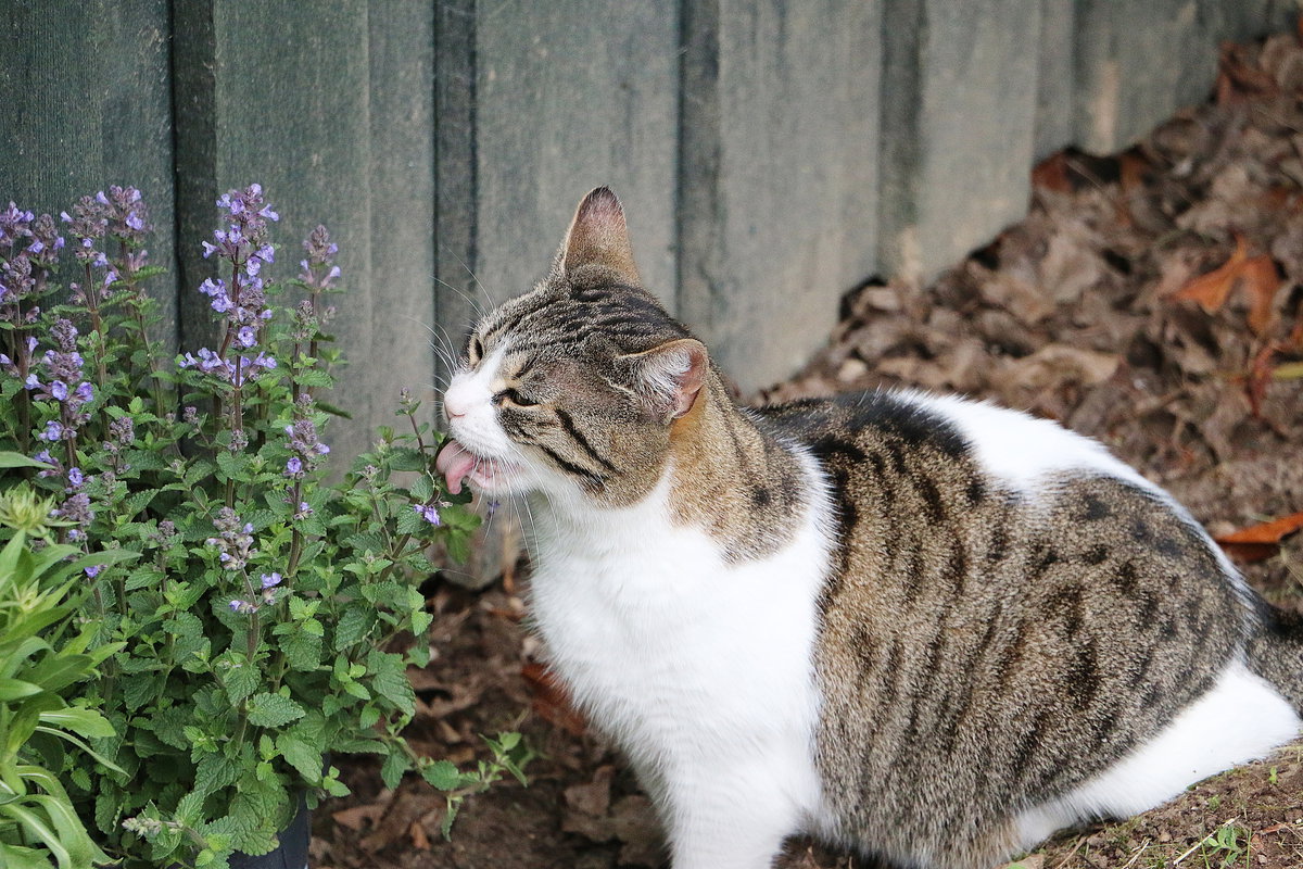 Katze frisst Katzenminze