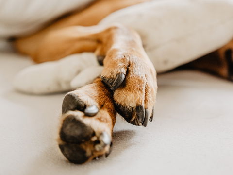 Krallen schneiden beim Hund: So klappt’s 