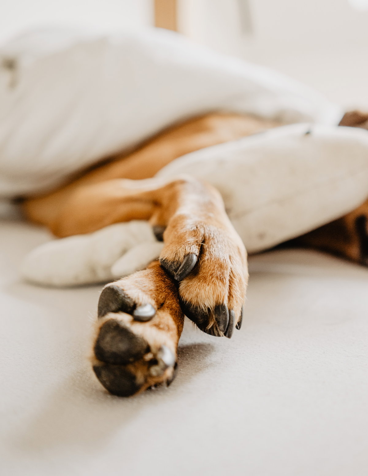 Nahaufnahme von Hundekrallen