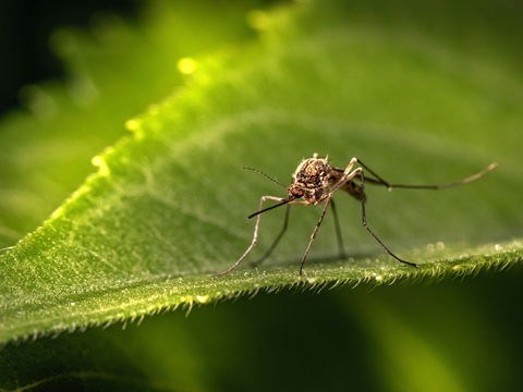 Mückenschutz – Was hilft wirklich gegen Mücken?