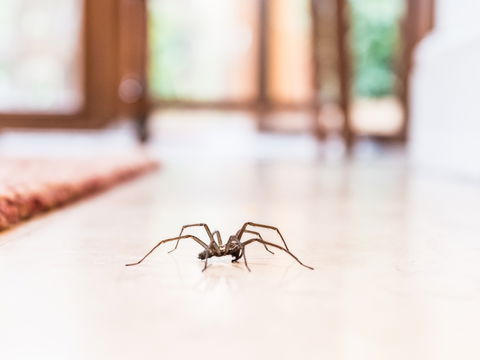 Warum jetzt so viele Spinnen Zuflucht in Ihrer Wohnung suchen