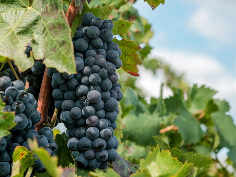 Heilpflanze 2023: Die überraschende Superkraft der Weinrebe