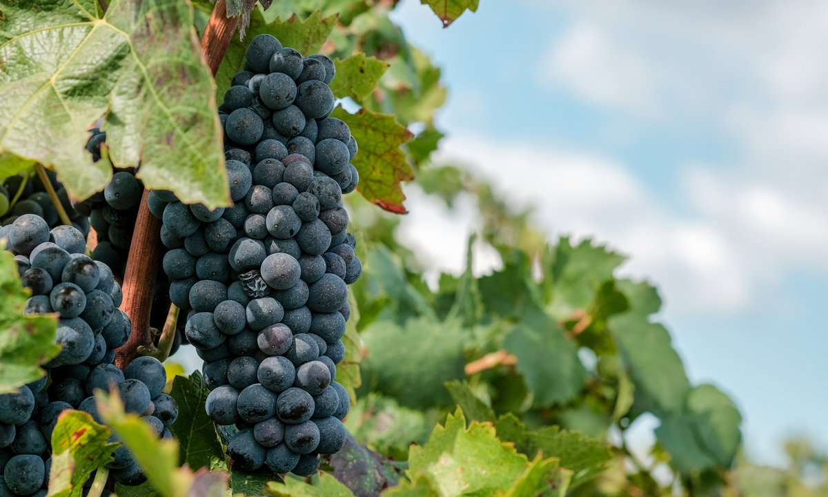 Weinrebe