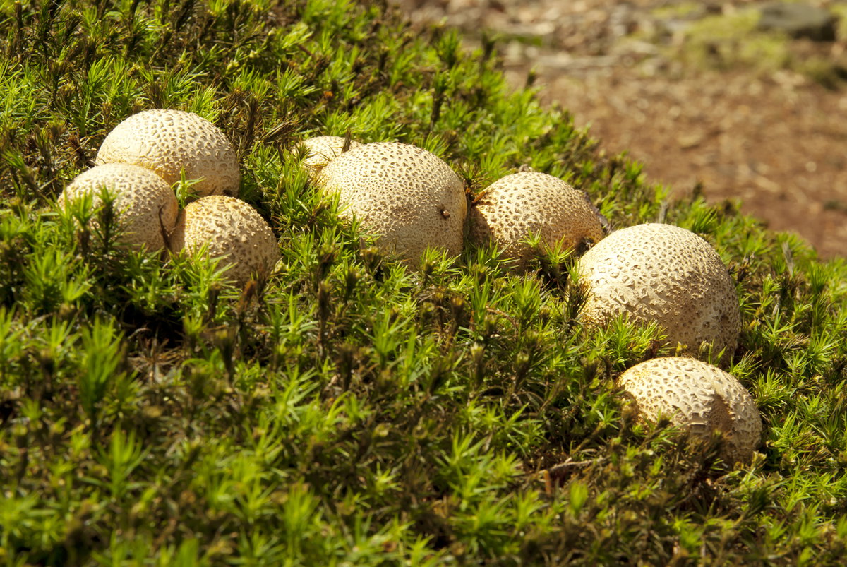 Dickschalige Kartoffelbovist