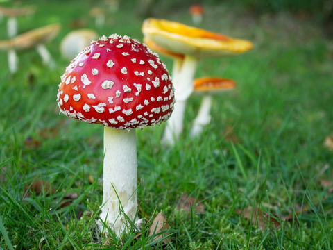 Das sind die 5 giftigsten Pilze in Deutschland