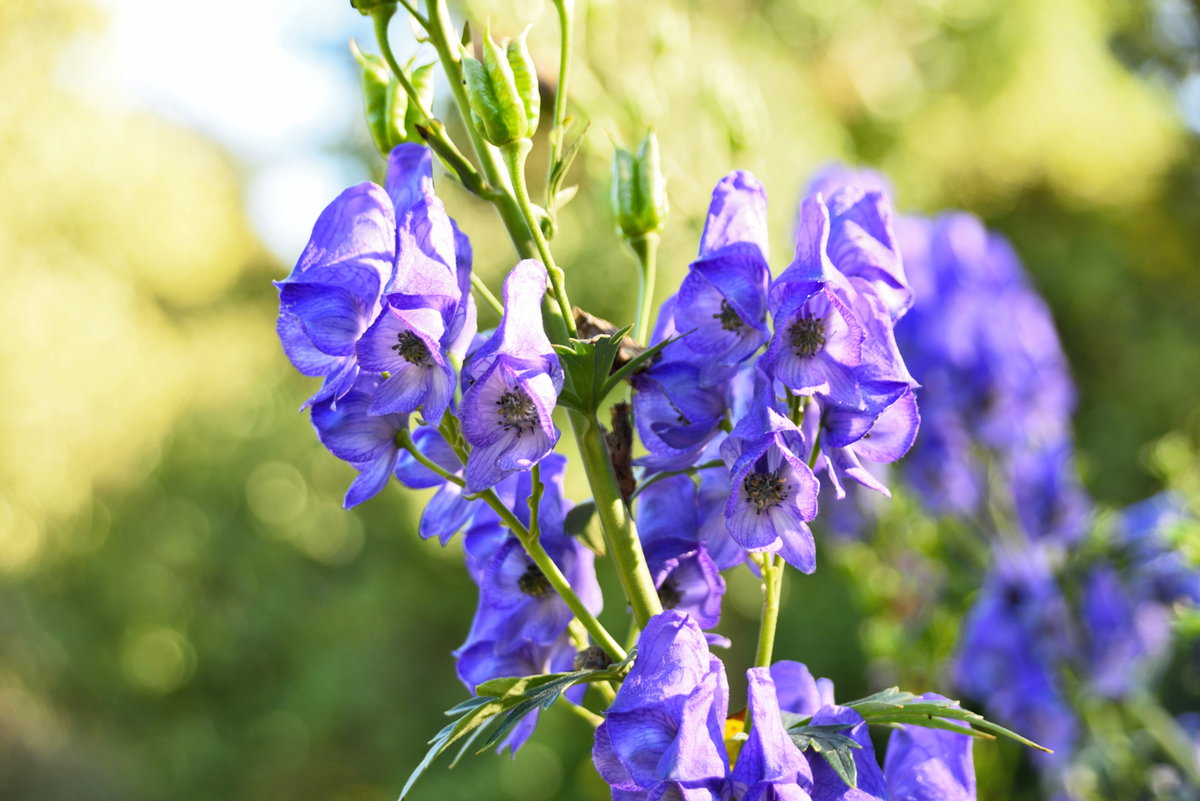 Blütenstand des Blauen Eisenhut