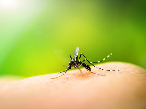 Diese Krankheiten übertragen Insekten