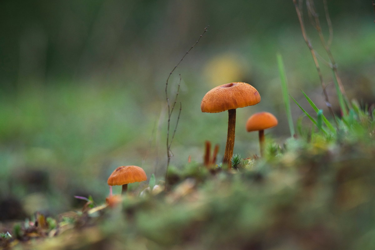 Orangefuchsiger Raukopf