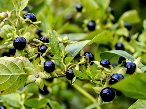 Giftige Beeren in Deutschland: 4 Sorten, die Sie kennen sollten