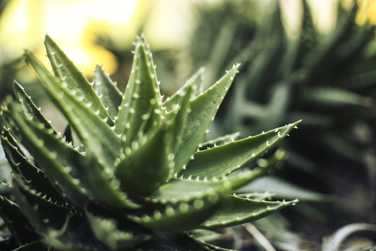 Nahaufnahme einer kleinen Aloe-Pflanze