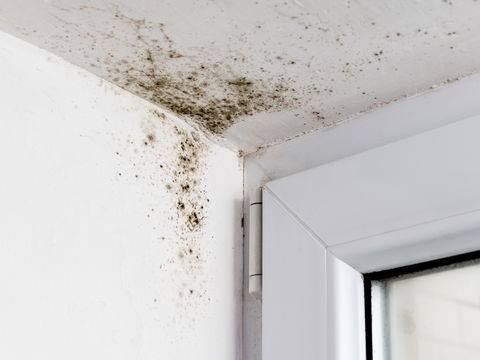 Schimmel im Schlafzimmer: Ursachen, Gesundheitsrisiken und Lösungen