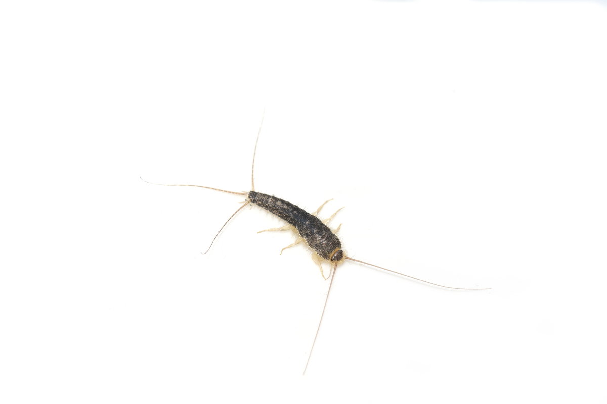 Papierfischchen