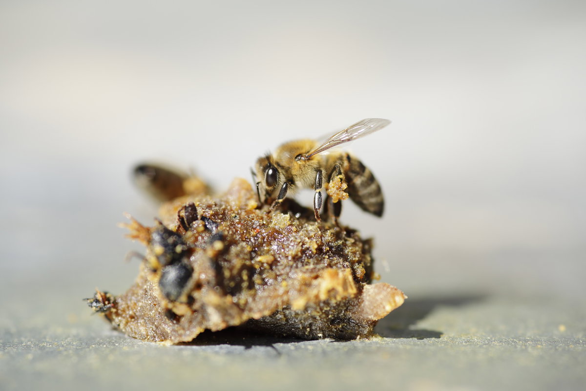 Bienen bauen mit Propolis