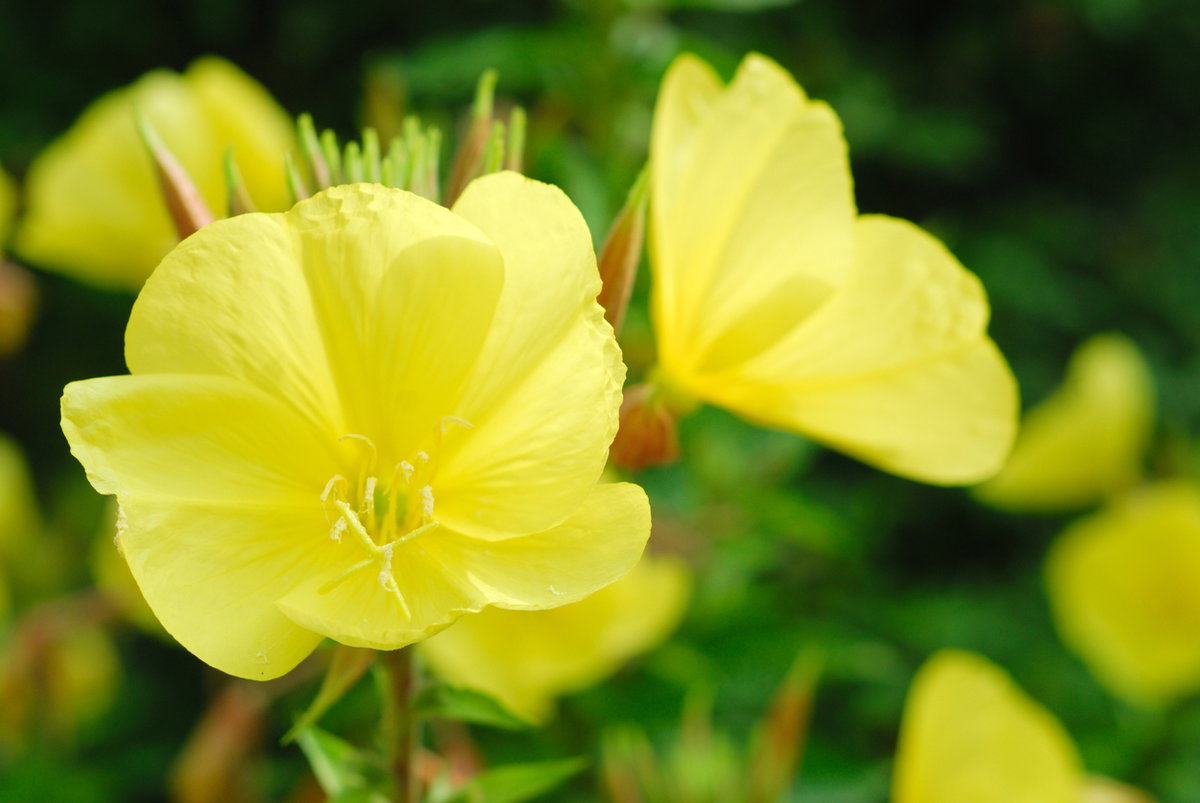 Nachtkerze mit gelber Blüte