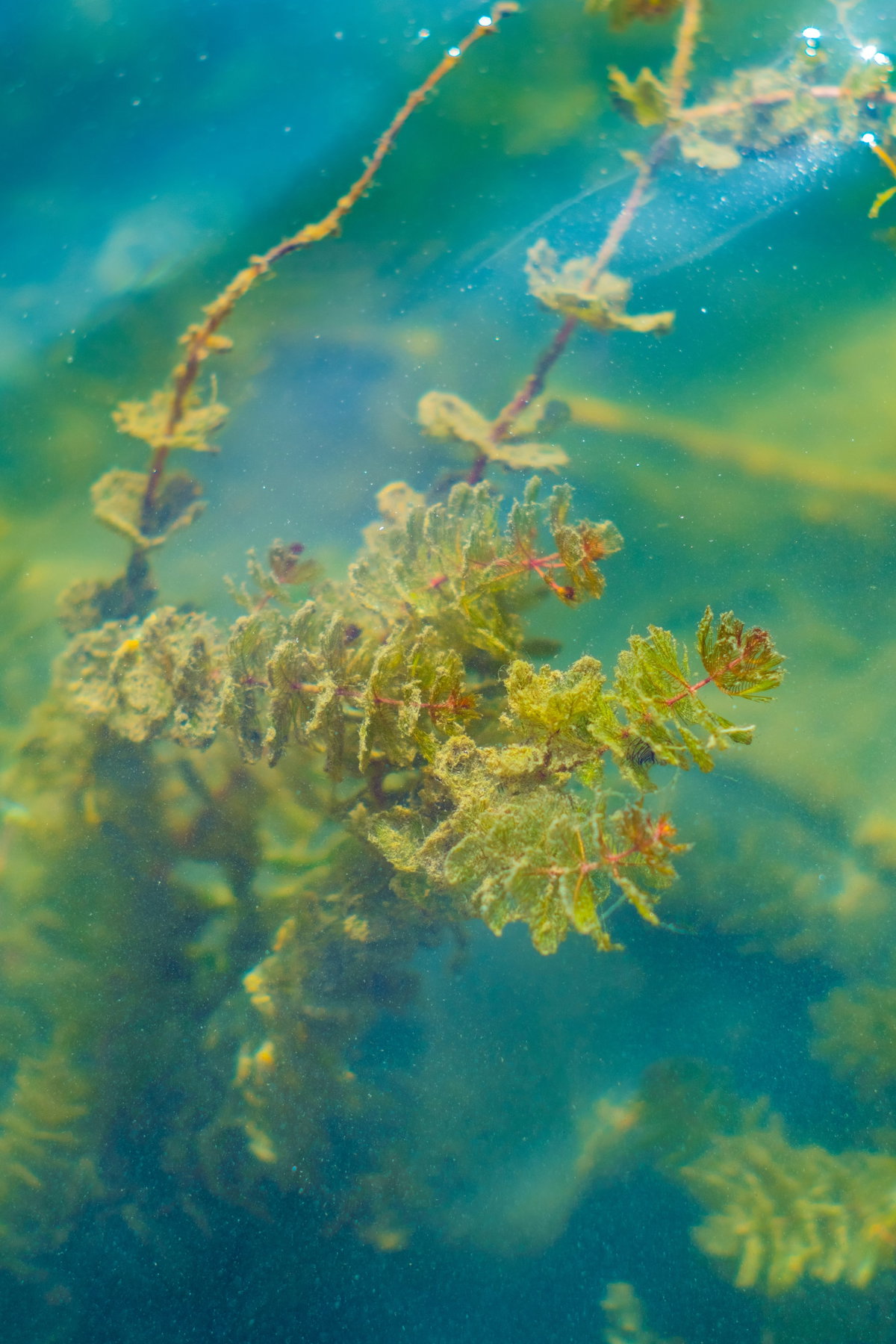 Seetang unter Wasser