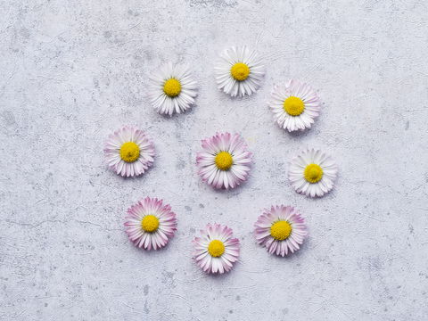 Gänseblümchen: Verwendung und Wirkung der Heilpflanze