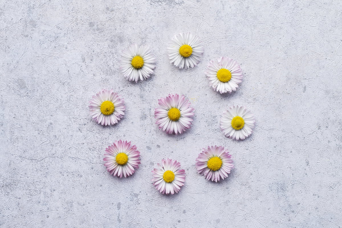 Gänseblümchen mit zarter rosa Färbung