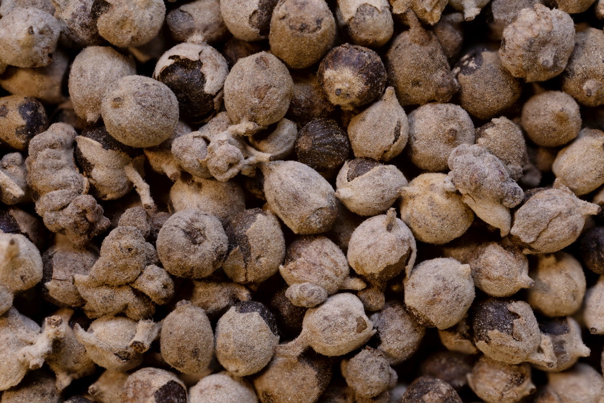 Getrocknete Früchte des Mönchspfeffers