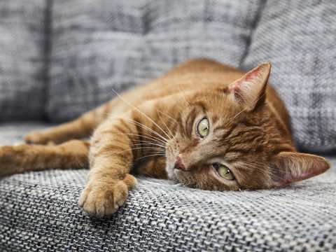 Diese 3 Dinge, die wir tun, hassen Katzen