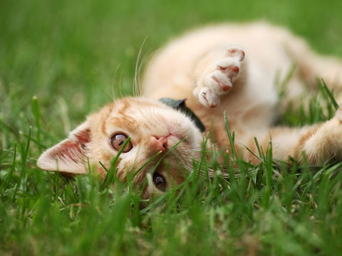 SO wichtig ist Freigang für Katzen wirklich – laut Tierarzt