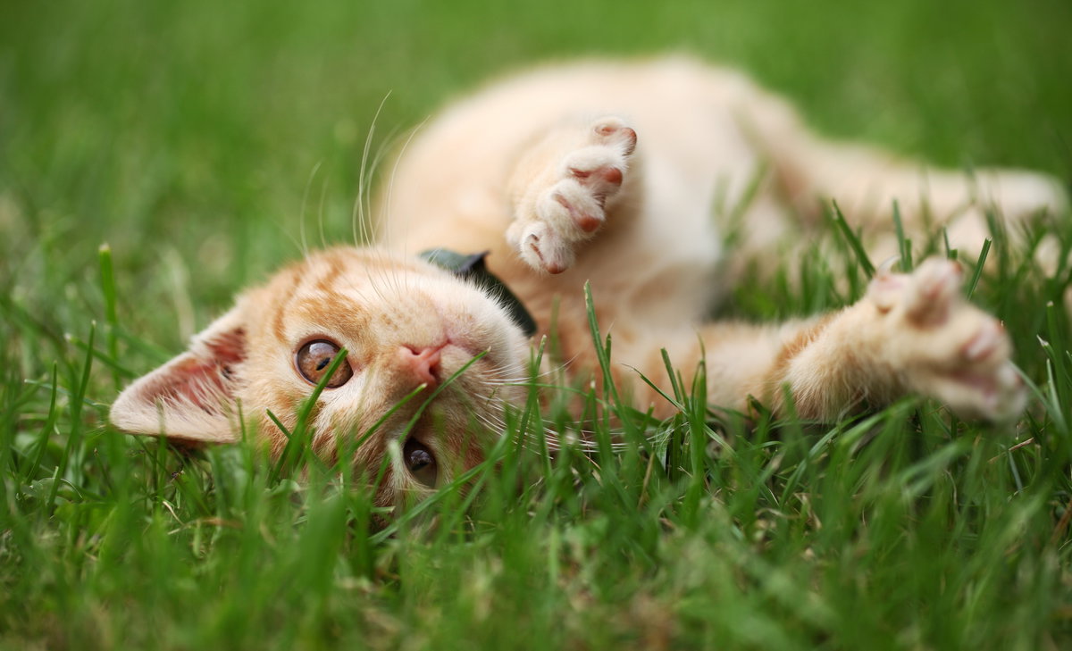 Katze liegt im Gras