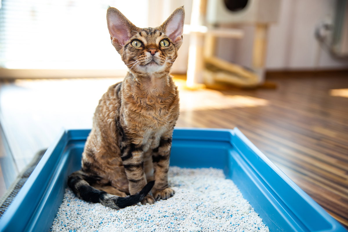 Katze sitzt im Katzenklo