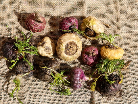 Gesunde Ernährung: 5 Gründe, warum Maca auf den Speiseplan gehört