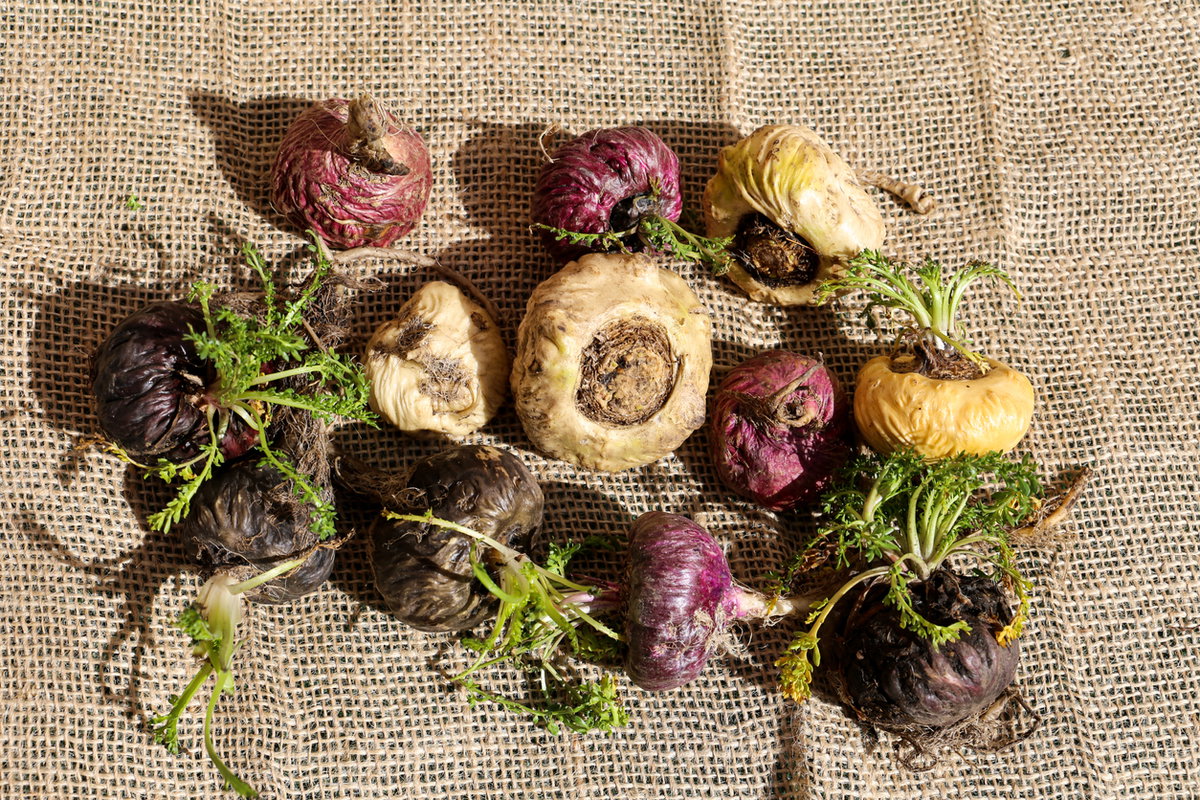 Verschiedene Maca-Knollen auf Jutetuch