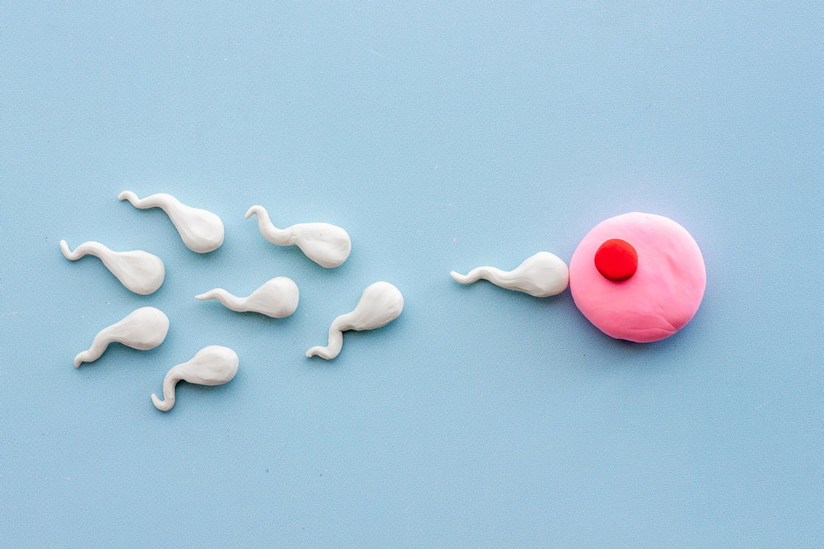 Spermien und Eizelle mit Gummitierchen nachgestellt