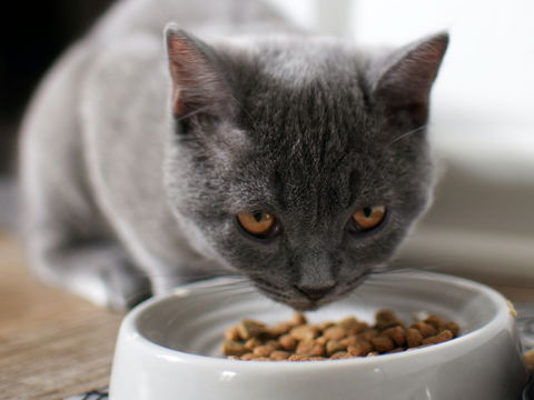 Mit diesen 4 Tipps kaufen Sie nie wieder das falsche Katzenfutter