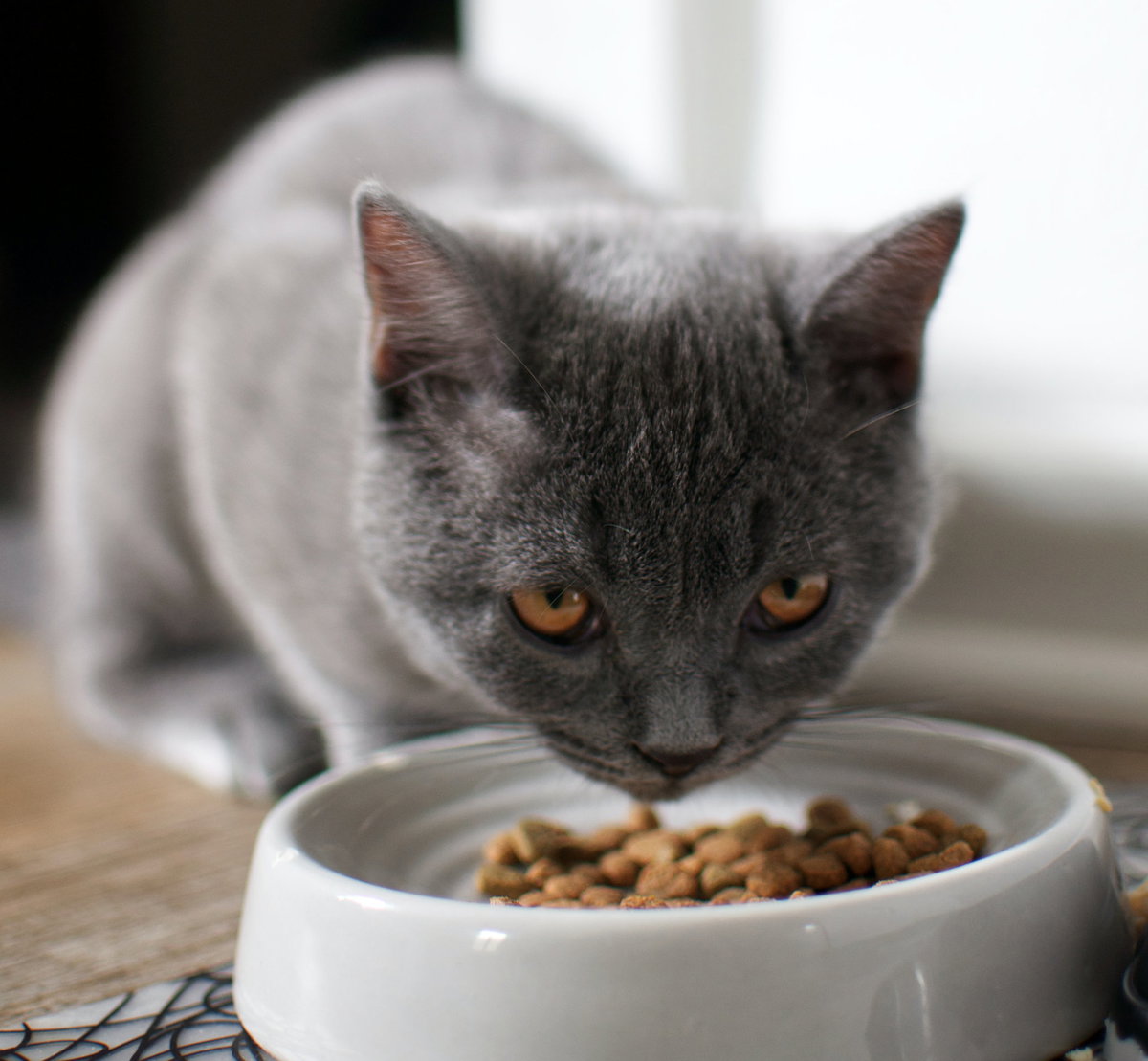 Katze isst
