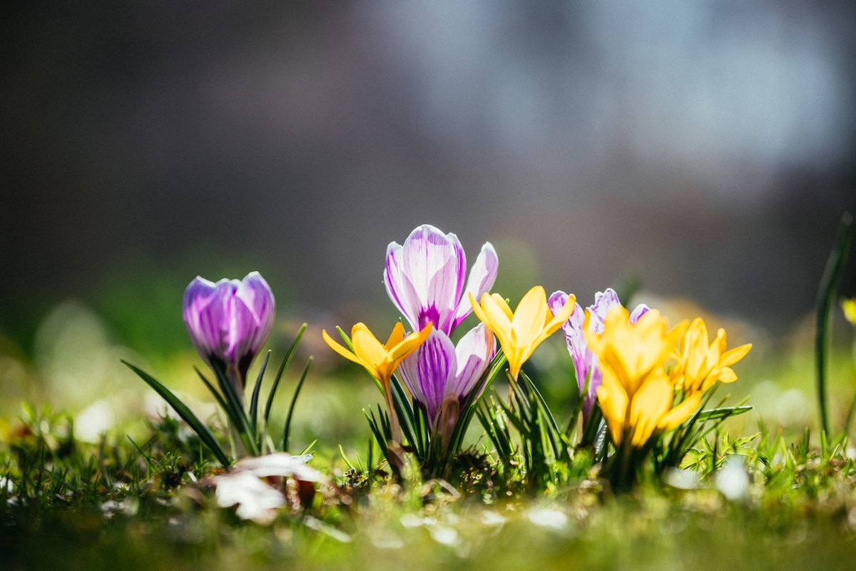 Krokusse blühen auf Wiese