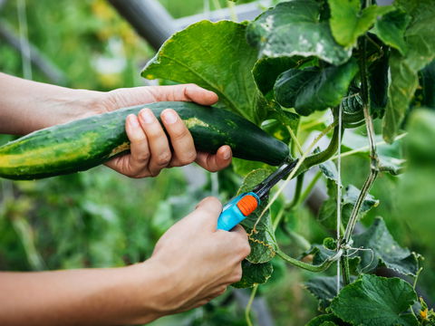 Gurken anbauen: Mit diesen 4 Tipps gelingt eine üppige Ernte