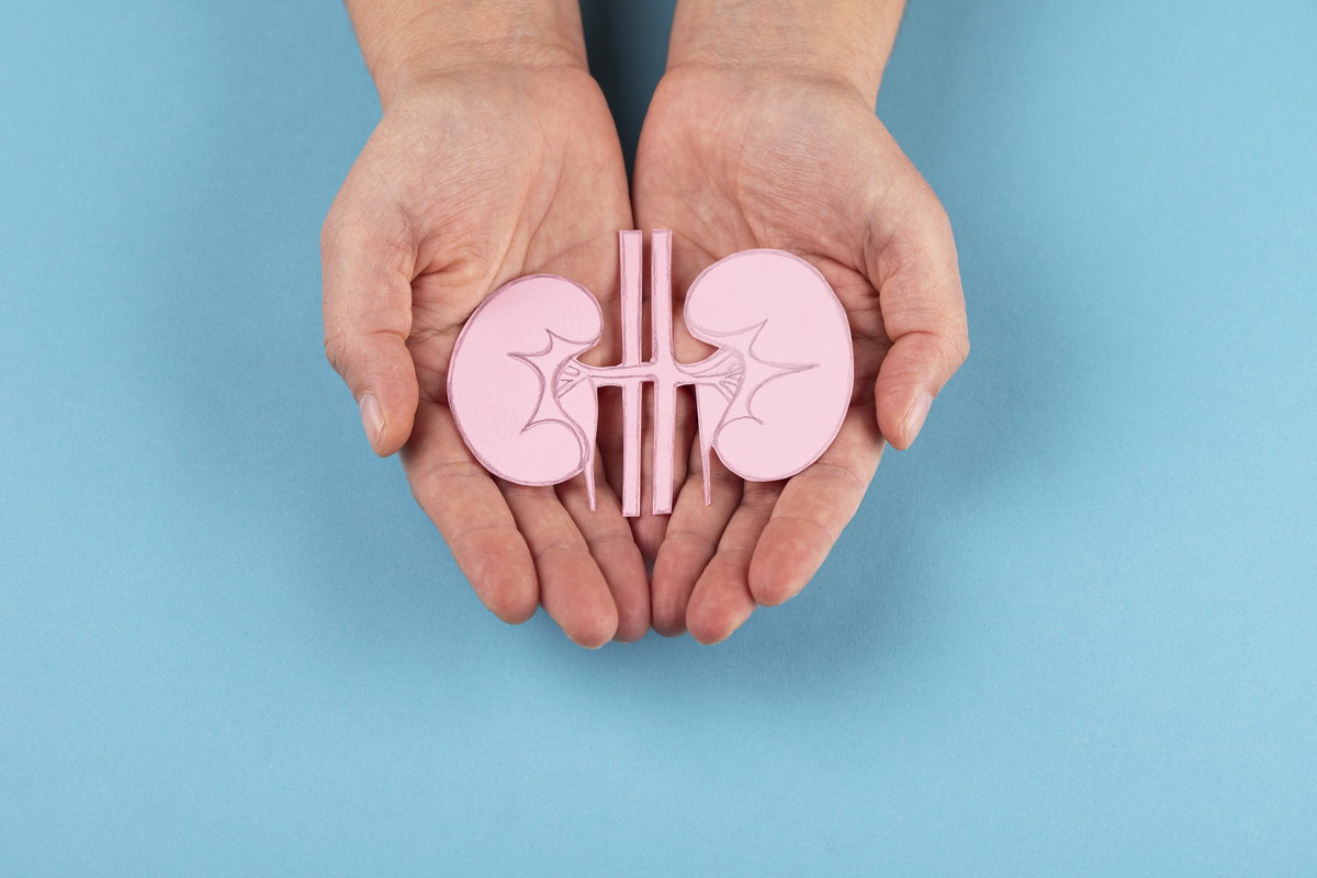 Menschliche Niere in den Händen