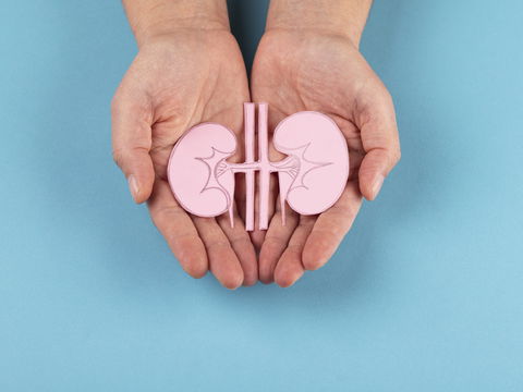 Nieren stärken: Mit diesen 5 Tipps gelingt’s!