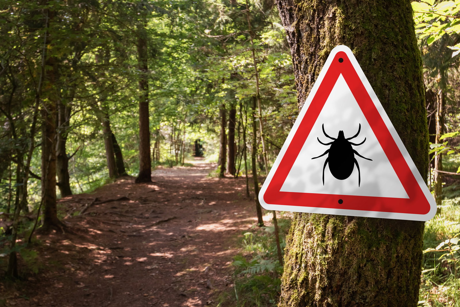 FSME: An diesen Orten sind Zecken schon jetzt gefährlich