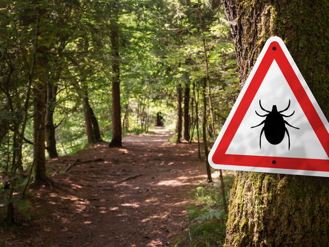 FSME: An diesen Orten sind Zecken schon jetzt gefährlich