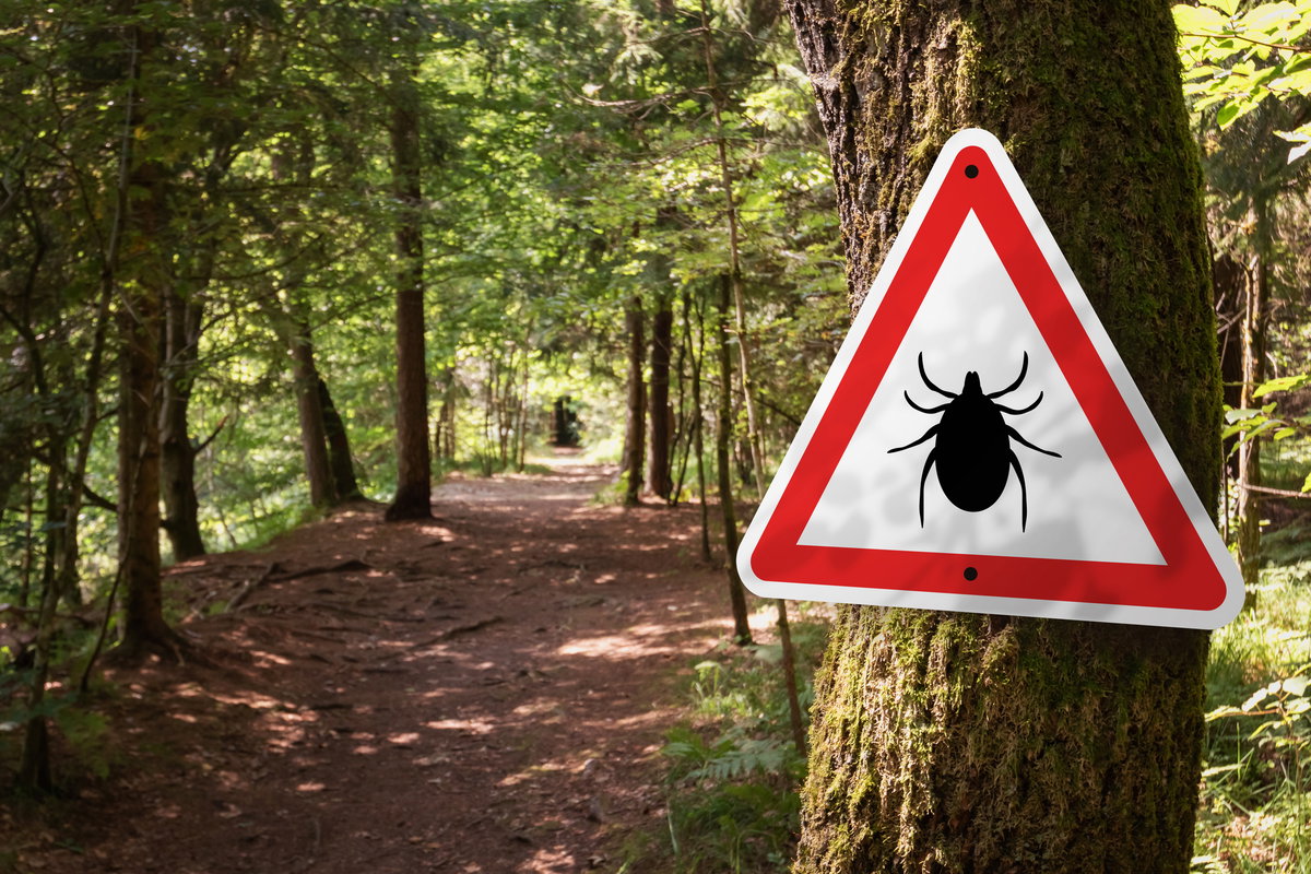 In den Vereinigten Staaten zeigt sich eine wachsende Anzahl von Personen, die eine Allergie gegen rotes Fleisch entwickeln.