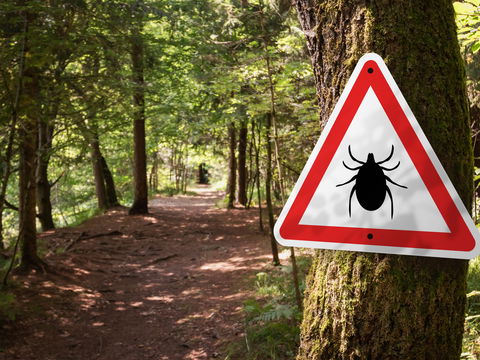 FSME: An diesen Orten sind Zecken schon jetzt gefährlich