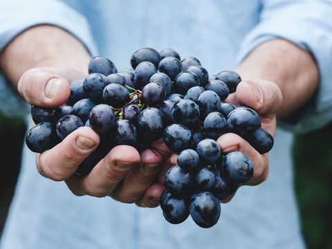 Wie gesund sind Weintrauben?