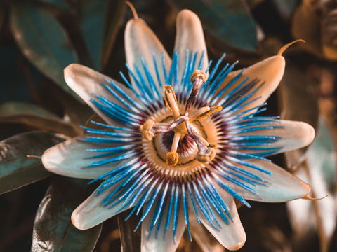 Passionsblume: Natürliche Hilfe bei Stress und Schlafstörungen